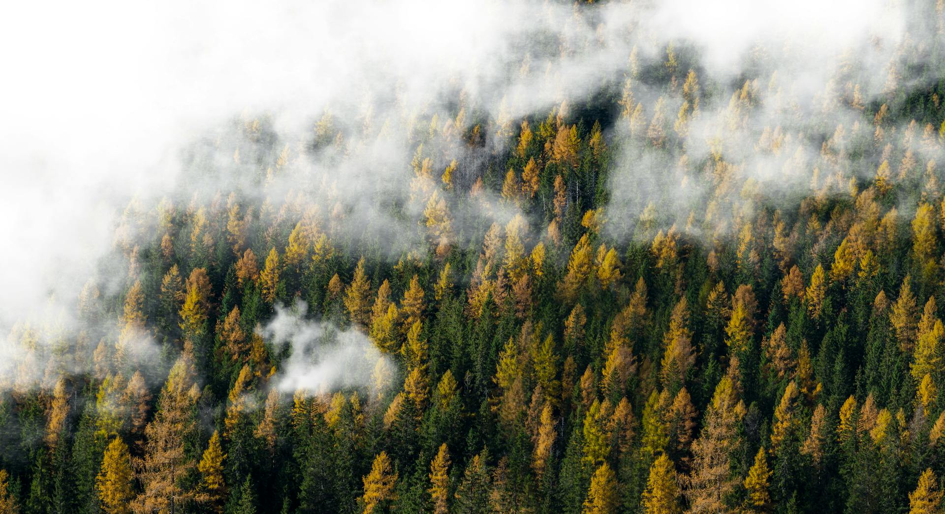 Mist drifting over a hillside forest of green and golden conifers